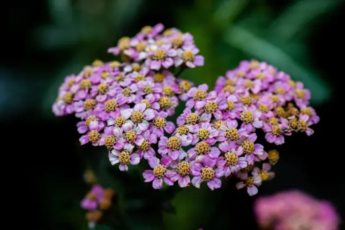 The flower heads of the yarrow plant are composed of many tiny flowers