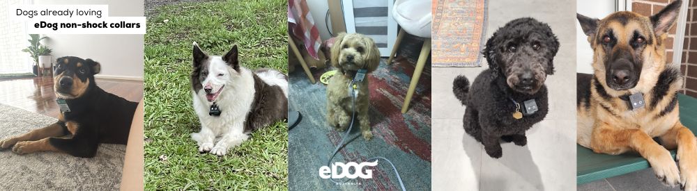 Dogs already loving eDog's non-shock collars