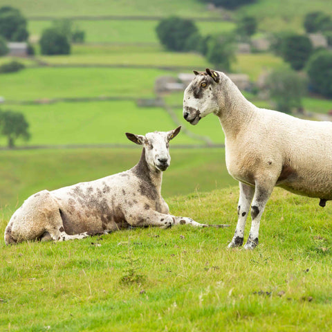 Two Bluefaced Leicester rams in a grass field.