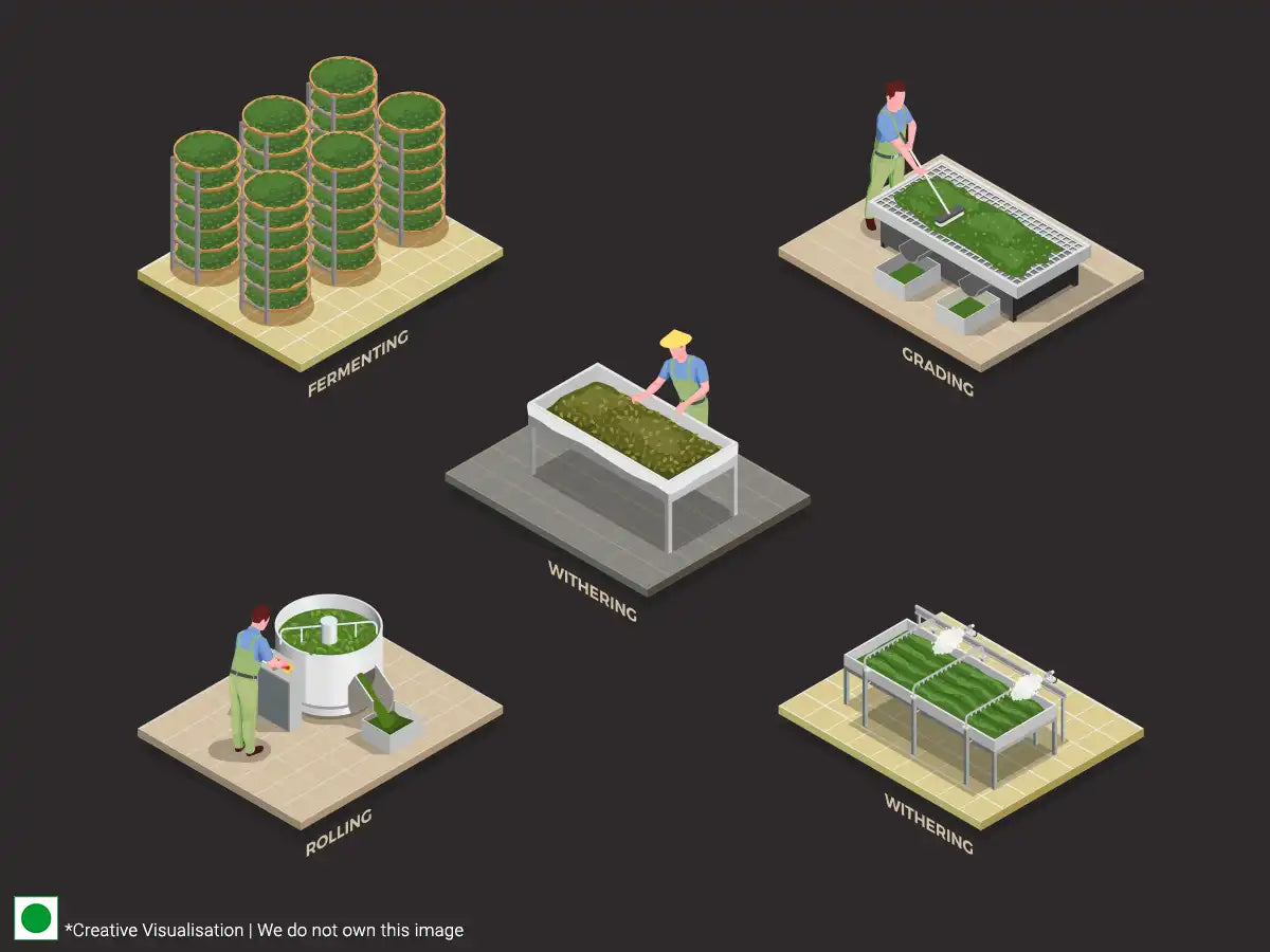 illustration of a green house with people working on it during the black tea making process