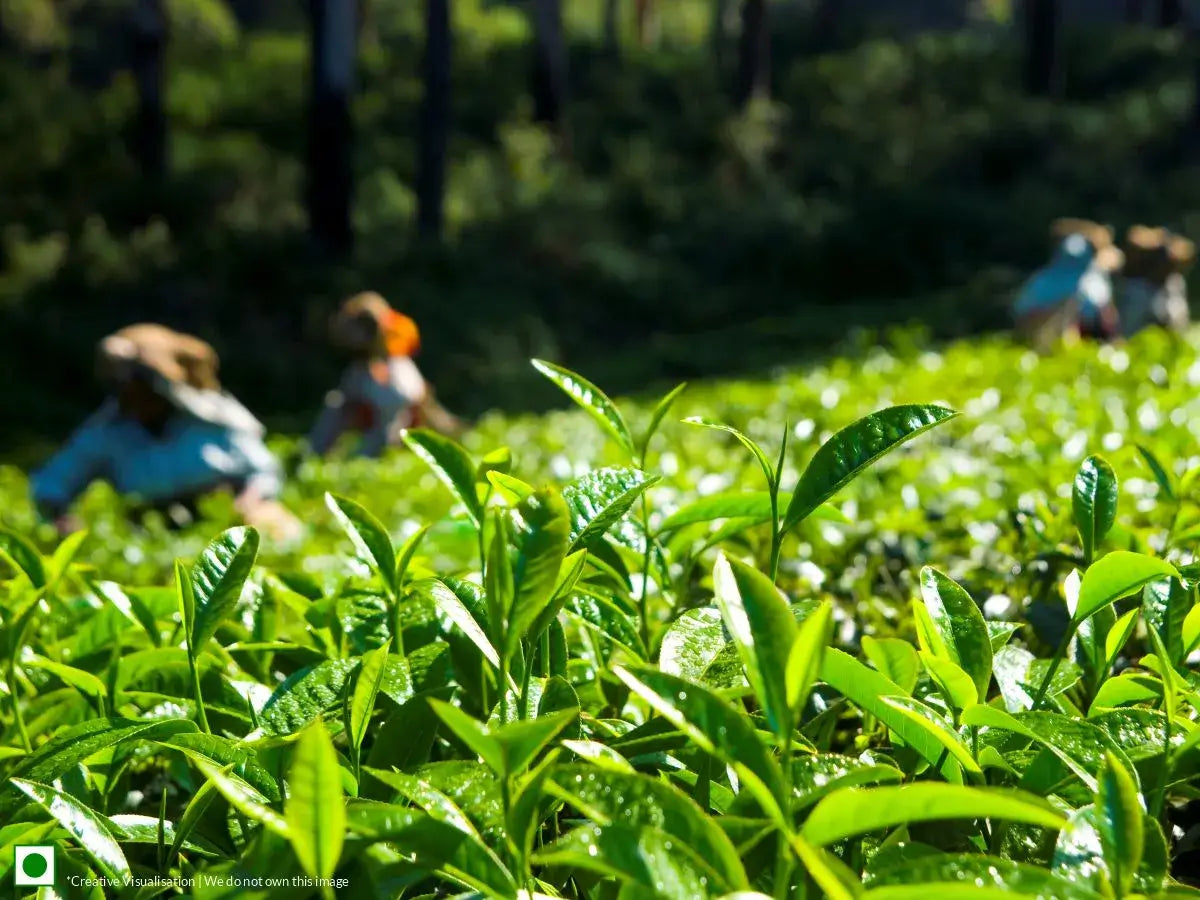 Tea pickers picking tea leaves