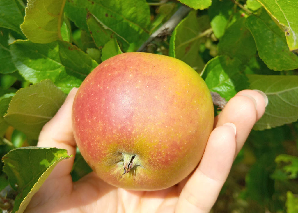 Hand pflückt ganzen Apfel von Streuobstwiesenbaum