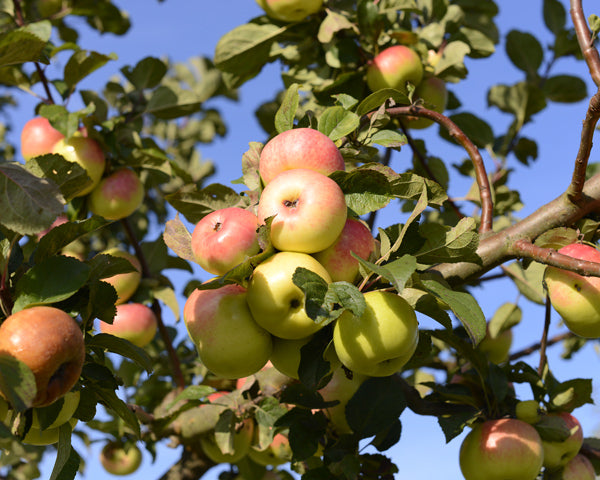 Whole apples on an apple tree in an orchard