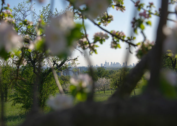 Hochstädter Streuobstwiesen mit Blick auf die Frankfurter Skyline