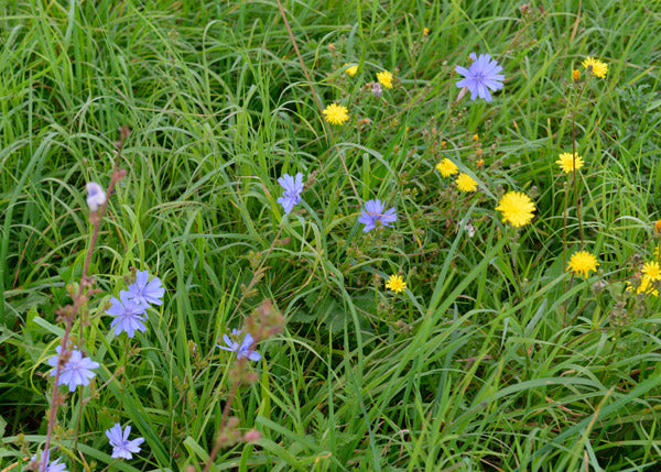 Streuobstwiese mit Kornblumen