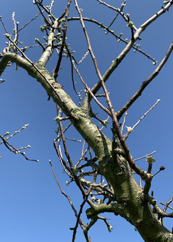 Zweige eines Streuobstwiesen Apfelbaums mit ersten Trieben bei strahlend blauem Himmel