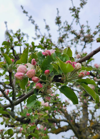 Frühlingsbote Apfelblüte mit zartrosa Blütenblättern