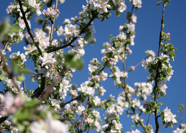 Apfelbaum in der Frühlingsblüte mit strahlend blauem Himmel
