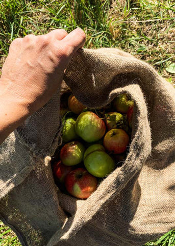 Jutesack gefüllt mit handgeernteten Streuobstwiesen Äpfeln