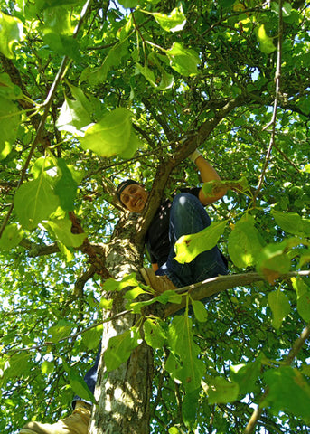 Johannes sitzt im Baum und erntet Streuobstwiesen Äpfel