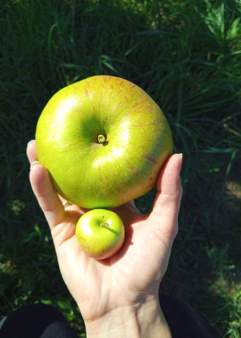 Ein riesen Apfel und ein Mini Apfel vom gleichen Baum in einer Hand liegend