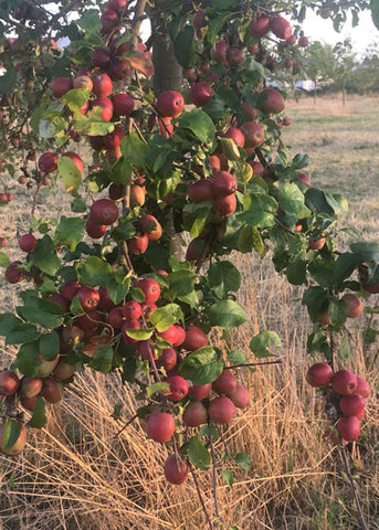 Close up eines vollbehangenen Apfelbaums auf der Streuobstwiese vor der Ernte