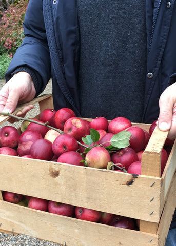 Korb mit frisch geernteten Streuobstwiesenäpfeln