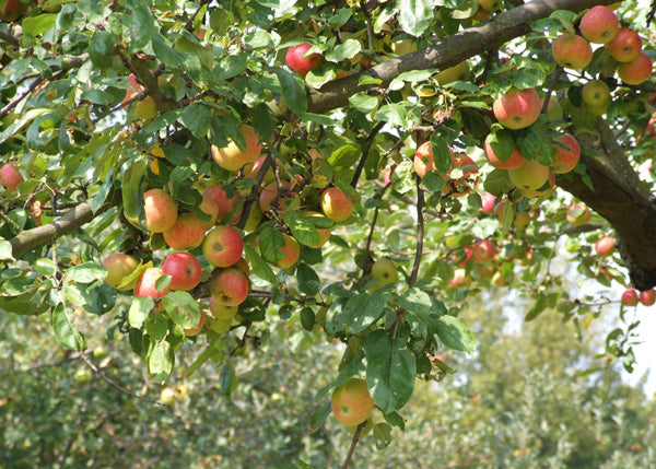 Gut tragender Apfelbaum auf unseren Streuobstwiesen