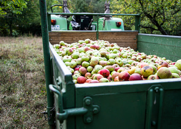 Traktor Anhänger beladen mit handgeernteten Streuobstwiesen Äpfeln
