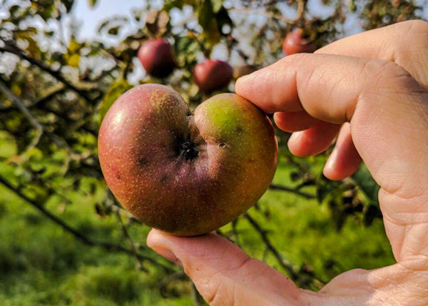 Natürlich gewachsener Apfel in Herz-Form