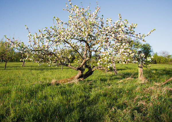 Uralter Streuobstwiesenbaum neigt sich pittoresk zur Seite