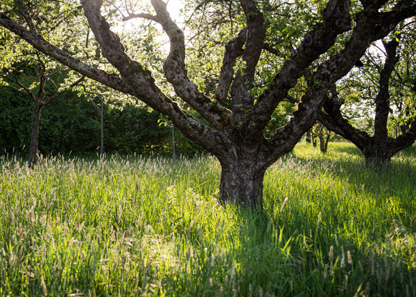 Alter Streuobstwiesen Baum im Gegenlicht untergehender Abendsonne