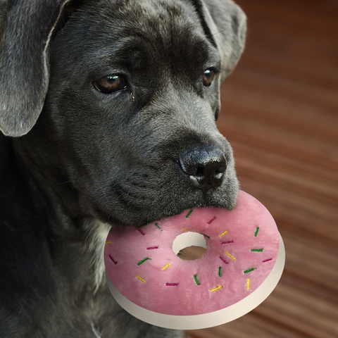 Dog chewing on a donut chew toy