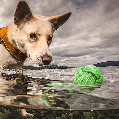 Dog staring at a rope toy in the water