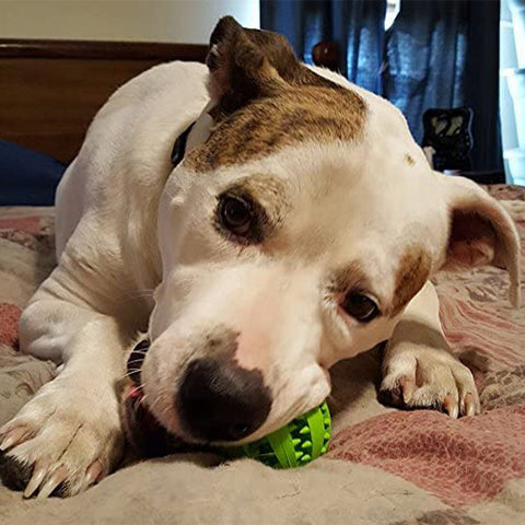 Dog chewing on a green treat ball