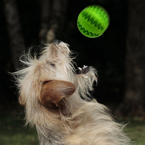 Dog fetching a green treat ball