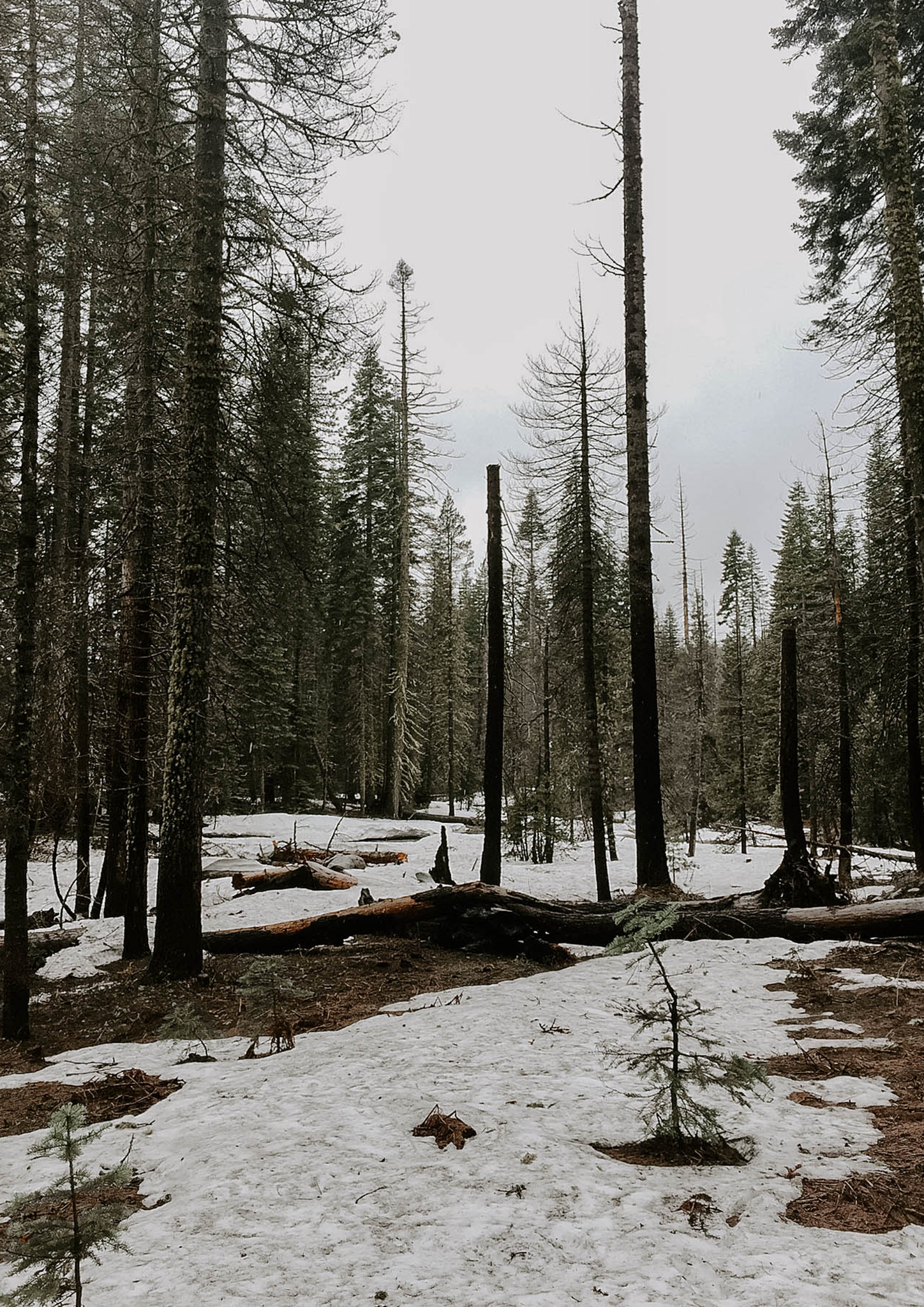 yosemite park