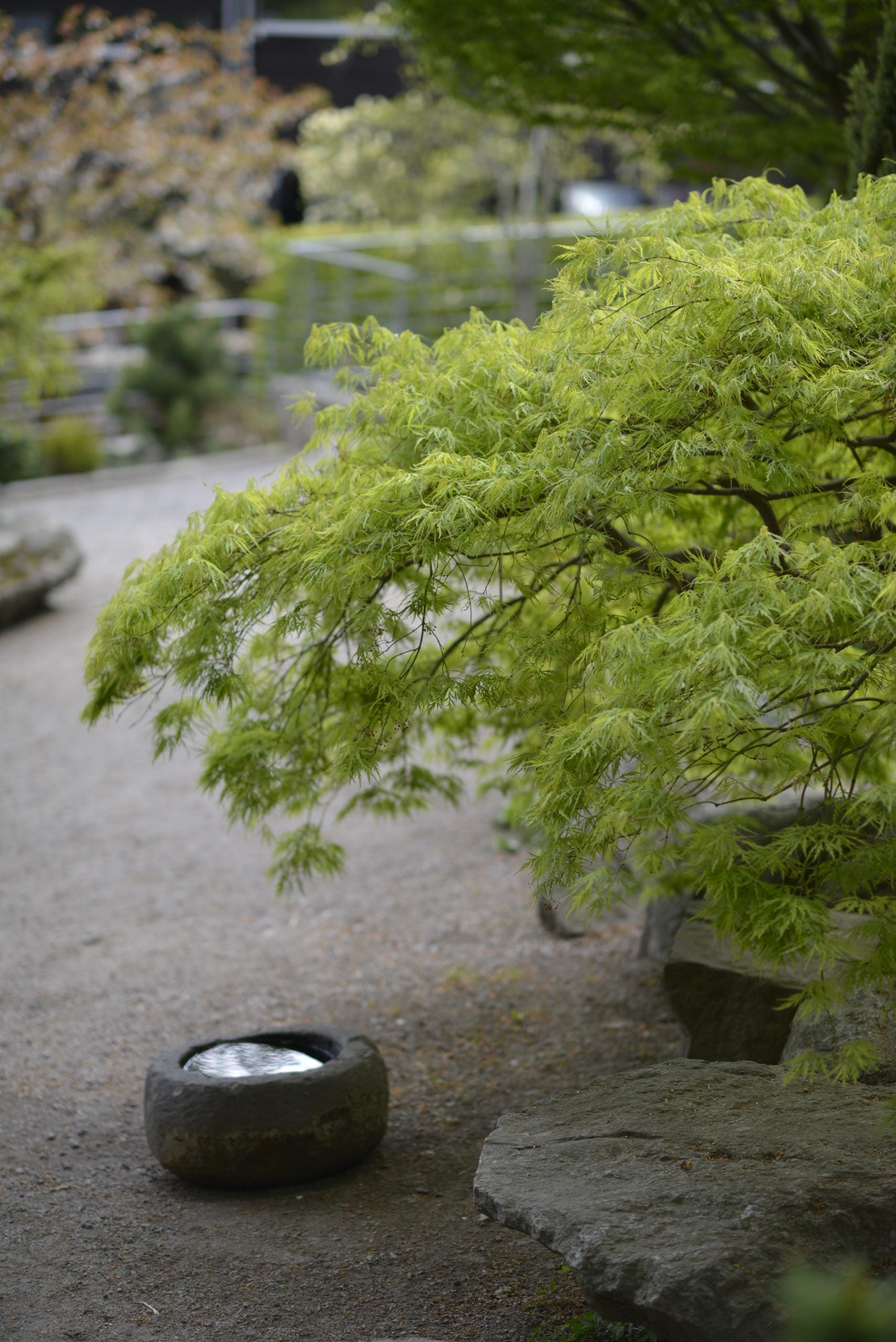 Japanska lönnar i trädgården