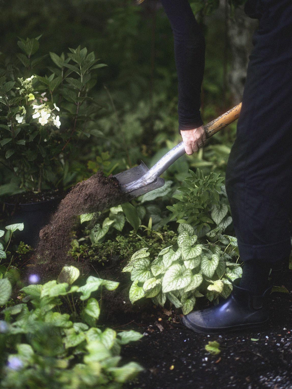 Höstplantering