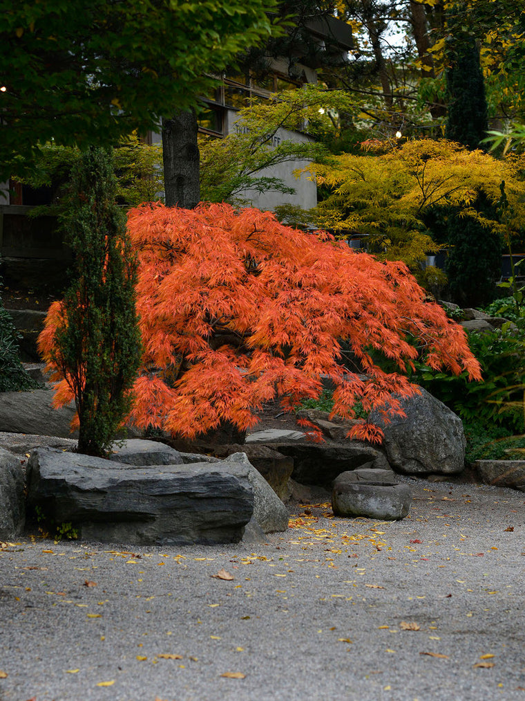 Japansk gyllenlönn