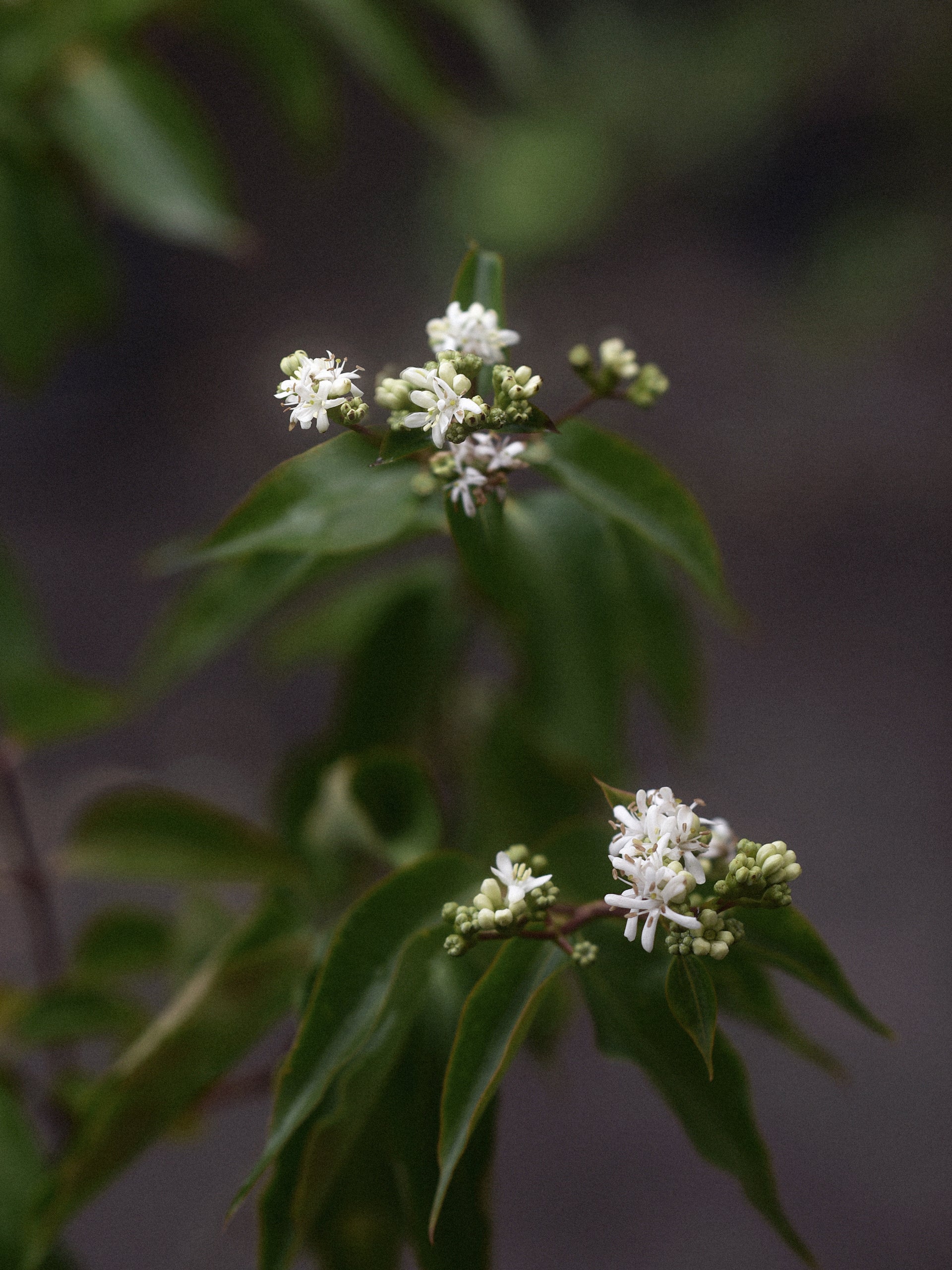 Jasmintry i trädgård