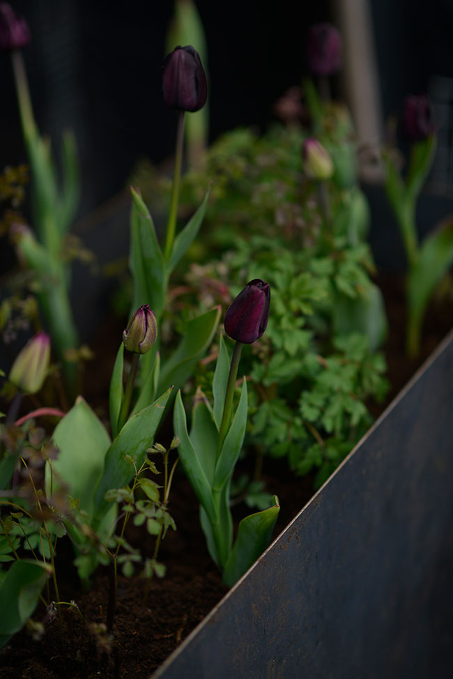 Tulpan och sockblomma plantering