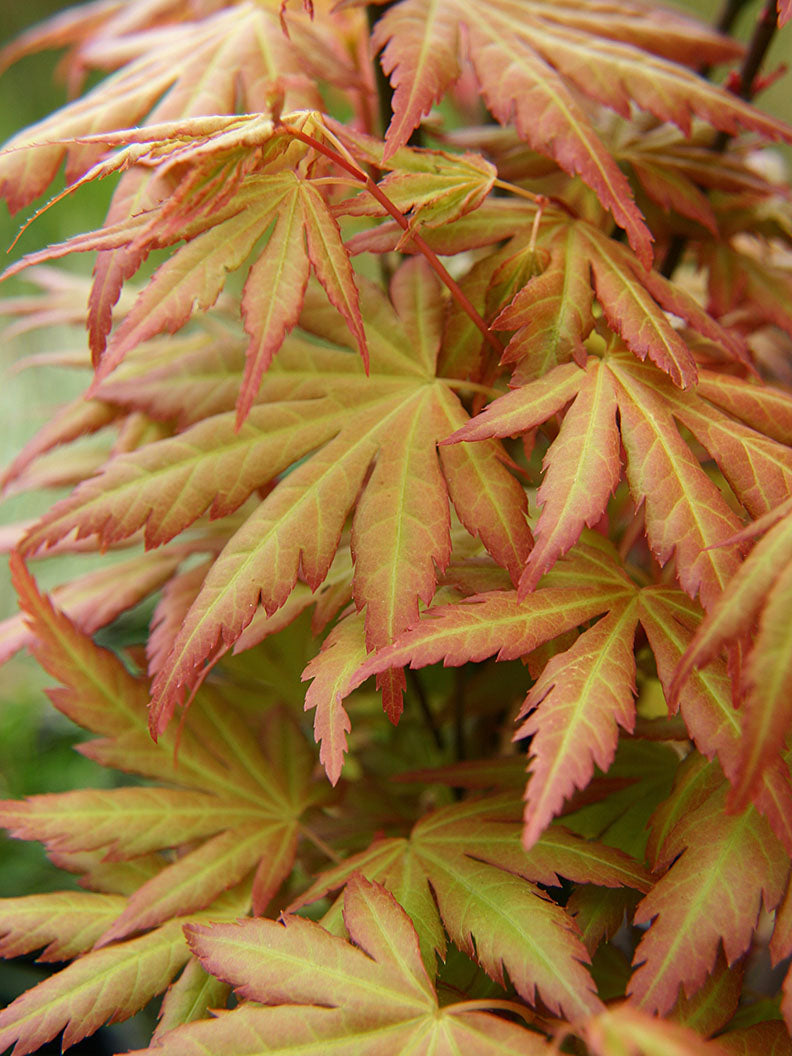 Japansk lönn 'orange dream' 