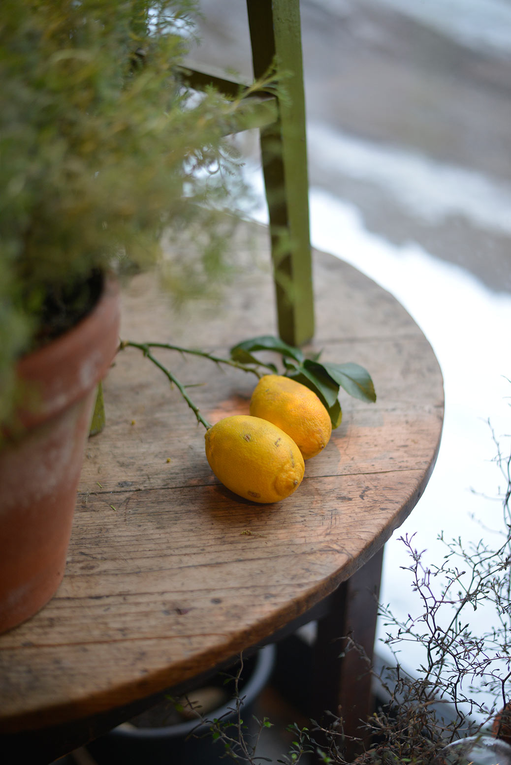 Citronträd som tappar blad