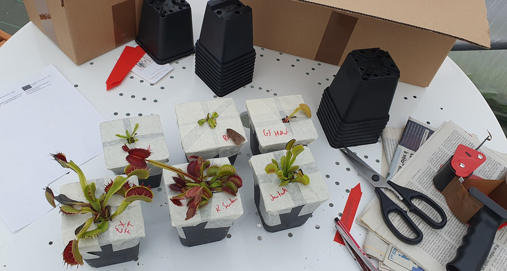 carnivorous_plant_packaging