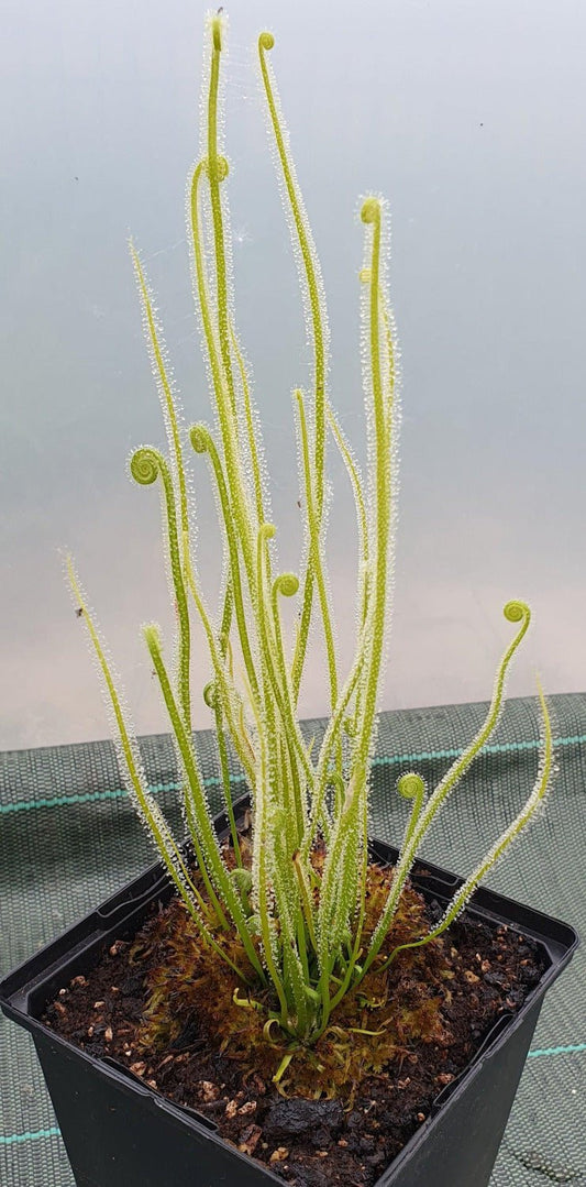 Drosera capensis fleur rose attrape-moucherons Plante carnivore vivante -   France