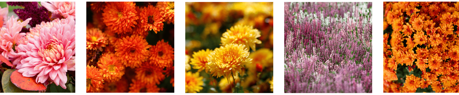 מגוון רחב של פרחים שפורחים בסתיו - פרחי סתיו