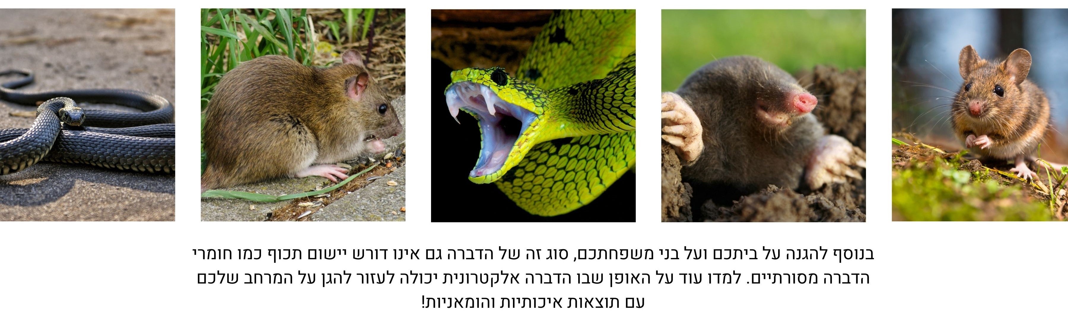 נחש בגינה, חפרפרת חולד בגינה, עכבר בגינה