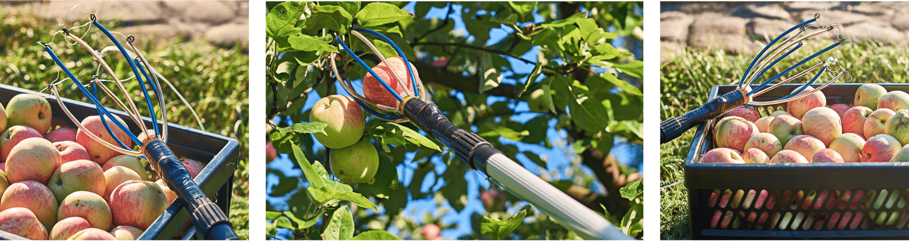 קטיף תפוחים עם מוט טלסקופי לקטיפת פירות