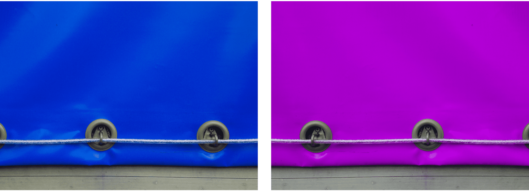 שתי תמונות של ברזנטים / שימשוניות בצבע כחול וסגול
