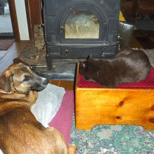 Lucky and Tess comfortable by the fire.