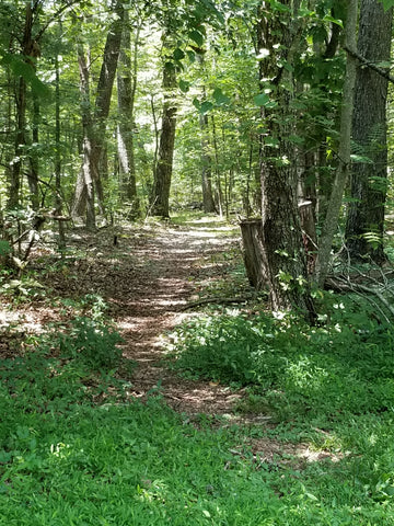 Hiking trail at Smart View Recreation Area, Virginia 