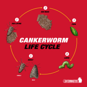 Cankerworm Life Cycle