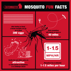 Mosquito Fun Facts
