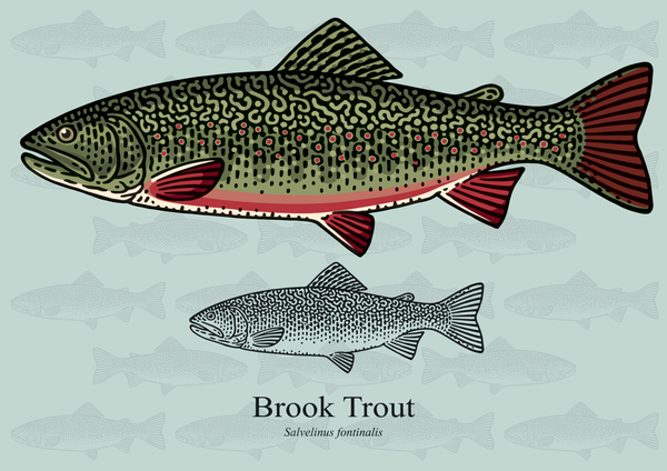 brook trout