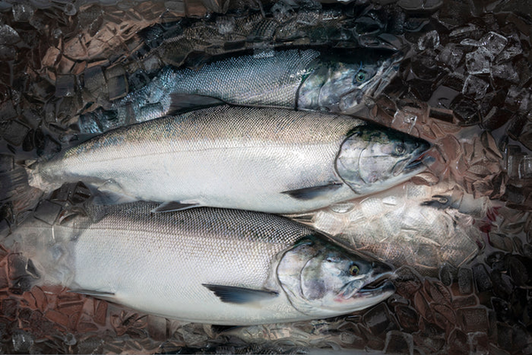 coho salmon