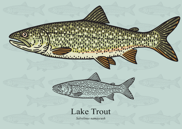 lake trout