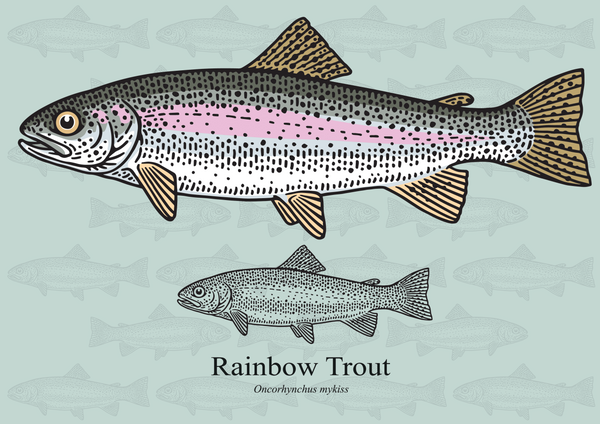 rainbow trout