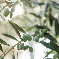 Olive Leaves