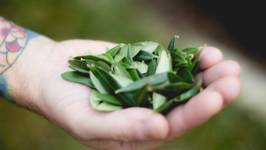 Chef Chris Cook Holding Olive Leaves